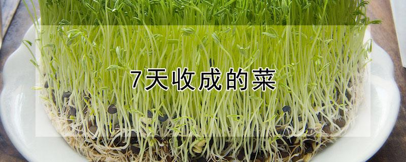 7天收成的菜 7日种什么菜