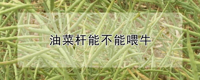 油菜杆能不能喂牛（油菜籽杆喂牛好不好）