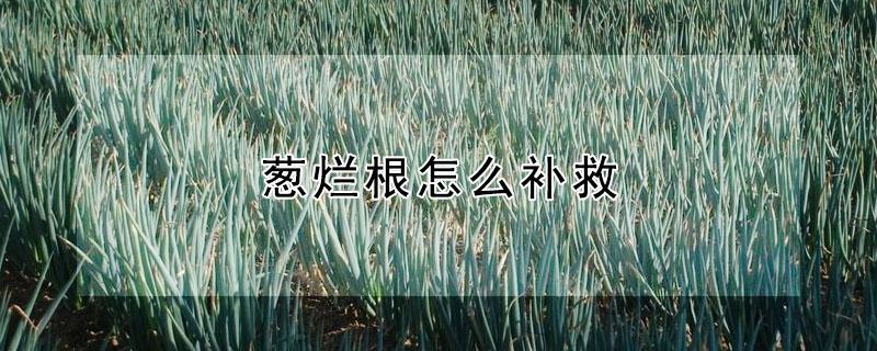 葱烂根怎么补救 葱烂根怎么补救措施