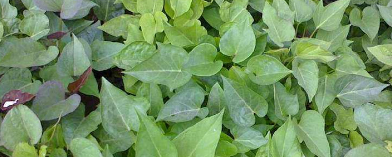 红薯苗叶子发黄怎么办 红薯苗黄叶怎么办才不长