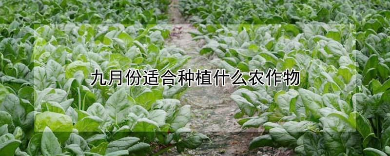 九月份适合种植什么农作物（适合九月种植的农作物）