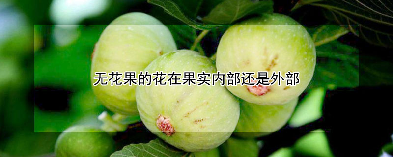无花果的花在果实内部还是外部（无花果的花是果实内部还是外部）