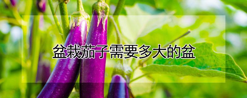 盆栽茄子需要多大的盆（盆栽茄子用多大的盆）