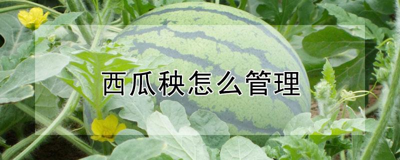 西瓜秧怎么管理（西瓜秧怎么管理才能结西瓜）