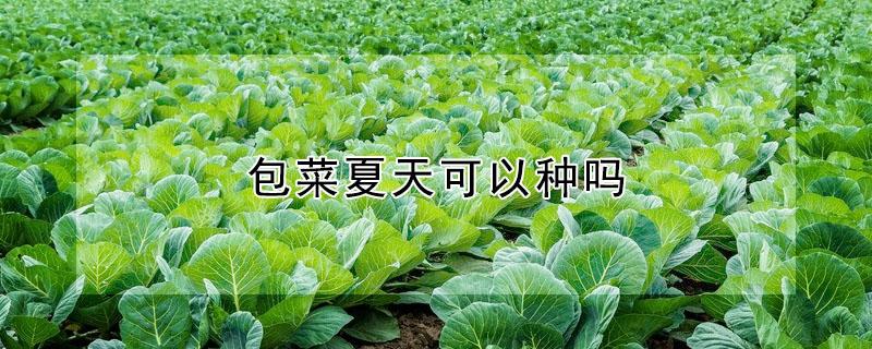 包菜夏天可以种吗 包菜什么时候可以种植