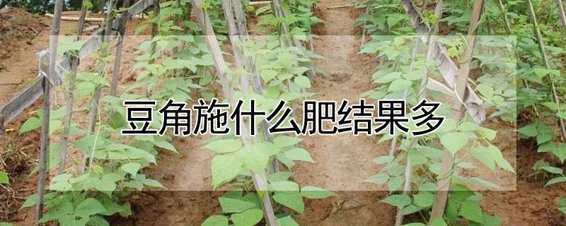 豆角施什么肥结果多（豆角追什么肥）