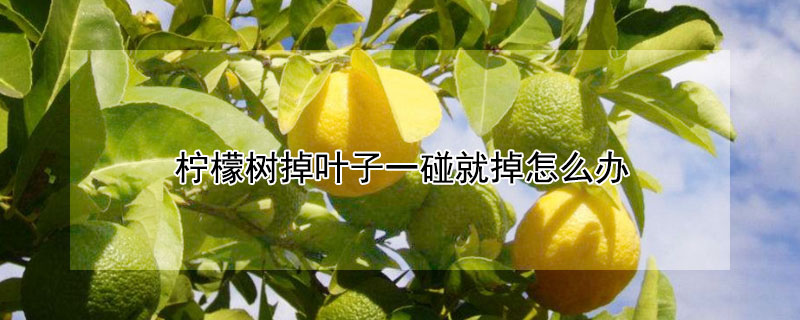 柠檬树掉叶子一碰就掉怎么办（柠檬树叶子干了 一碰就掉）