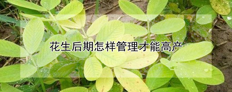 花生后期怎样管理才能高产（花生后期如何管理才能高产）