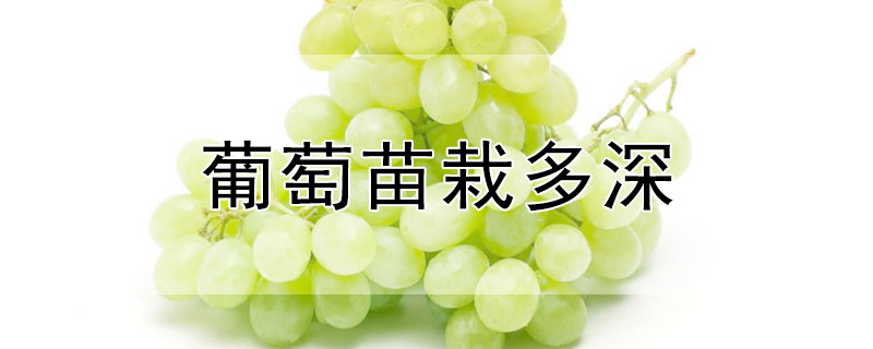 葡萄苗栽多深 葡萄苗栽深了会怎么样