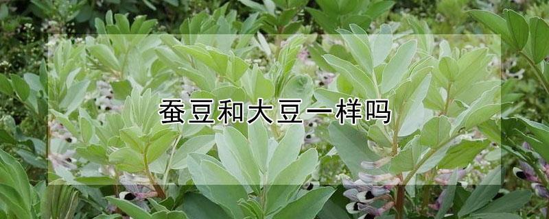 蚕豆和大豆一样吗 蚕豆和大豆一样吗