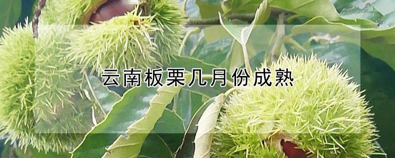 云南板栗几月份成熟（云南板栗几月份成熟采摘）