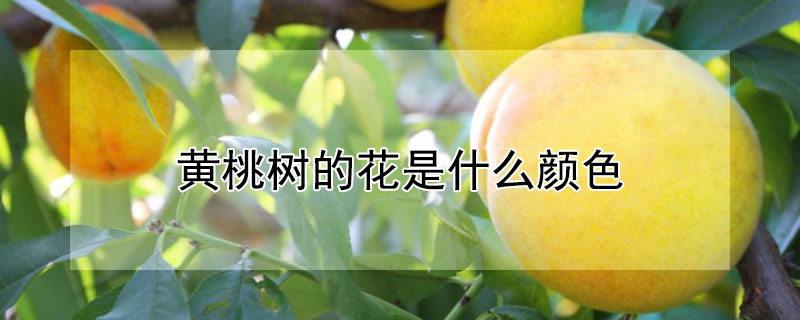 黄桃树的花是什么颜色 黄桃树的花是什么样的