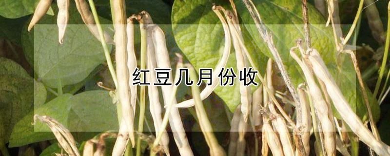 红豆几月份收 红豆收获时间是几月份