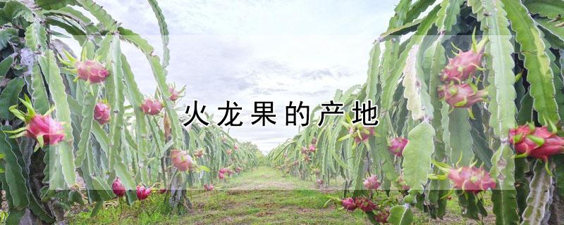 火龙果的产地（火龙果的产地主要在哪里）