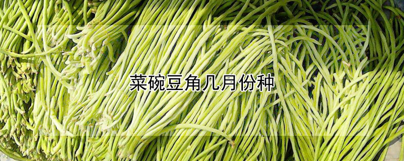 菜碗豆角几月份种（碗豆角什么时间种）