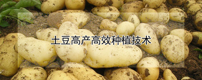土豆高产高效种植技术（土豆高产高效种植技术研究）