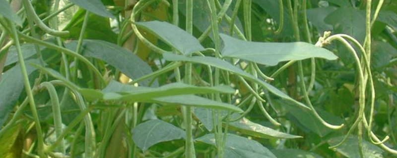 苗期豆角蔫叶怎么回事 苗期豆角蔫叶怎么回事儿