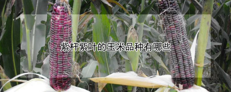 紫杆紫叶的玉米品种有哪些 紫杆紫叶的玉米品种有哪些797好吗