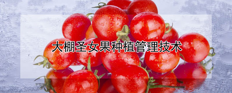 大棚圣女果种植管理技术（温室大棚圣女果种植管理技术）