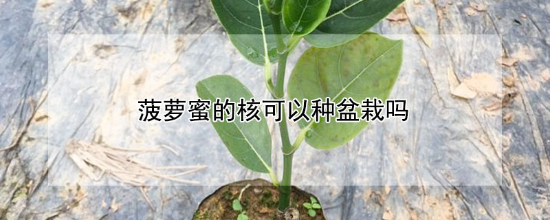 菠萝蜜的核可以种盆栽吗 菠萝蜜的核能盆栽吗?