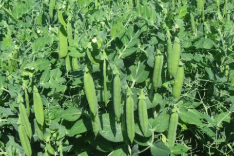 豌豆12月份还可以播种吗