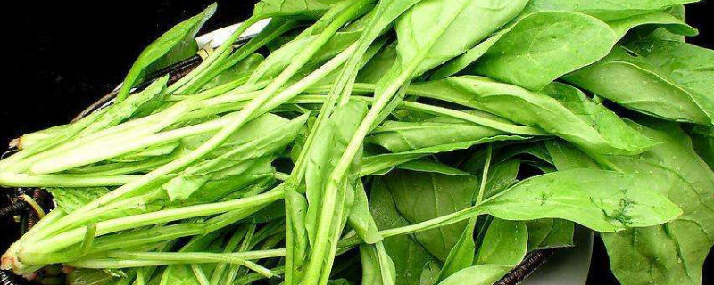 菠菜的种植时间和温度是多少 菠菜的生长温度是多少