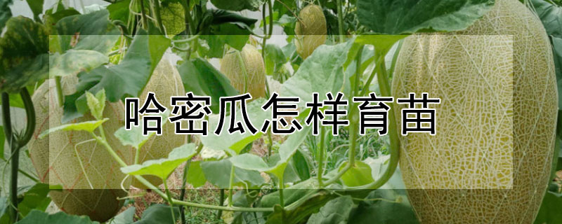 哈密瓜怎样育苗（哈密瓜怎样育苗最好）
