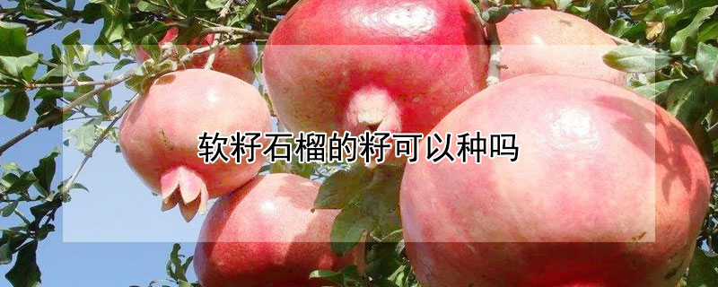 软籽石榴的籽可以种吗? 软籽石榴的籽可以种吗视频