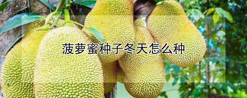 菠萝蜜种子冬天怎么种 菠萝蜜种子怎么栽种