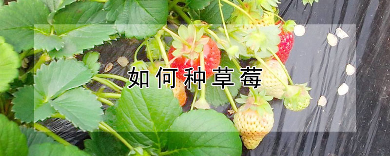 如何种草莓（如何种草莓正确的方法男女）