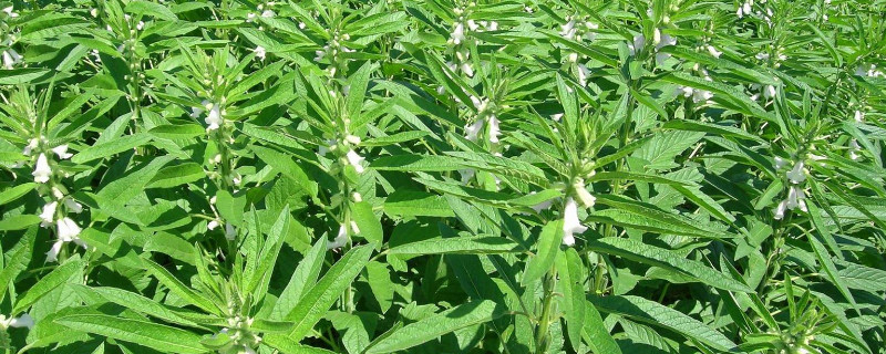 芝麻怎么种才能出好苗（芝麻怎么种才能出好苗子）