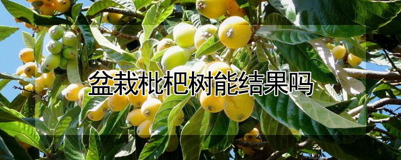 盆栽枇杷树能结果吗 枇杷树可以盆栽吗多少时间可以结果