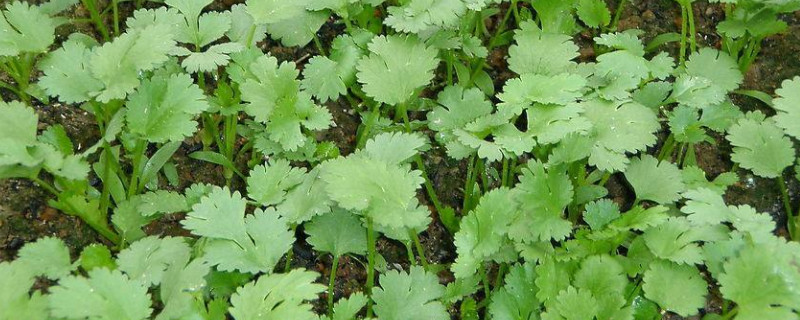 香菜种子怎么种植方法（四季香菜种子怎么种植方法）