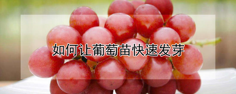 如何让葡萄苗快速发芽（如何让葡萄苗快速发芽长大）