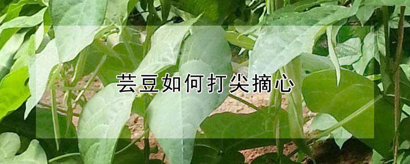 芸豆如何打尖摘心（芸豆如何打尖摘心视频）