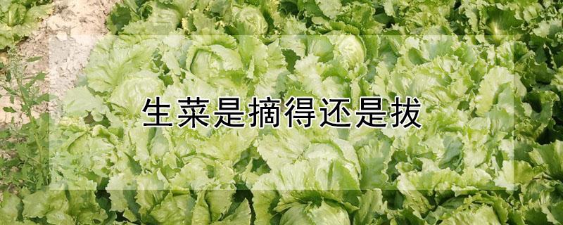生菜是摘得还是拔（生菜是摘得还是拔的）