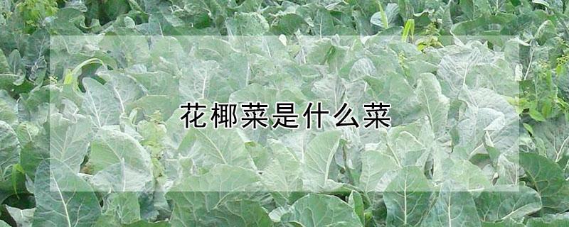 花椰菜是什么菜（花椰菜是什么菜 关于花椰菜的介绍）
