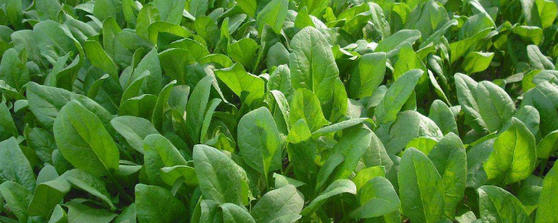 菠菜出苗后不长的原因 菠菜为什么死苗