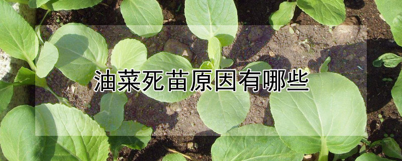 油菜死苗原因有哪些 小油菜出现死苗一般是什么病