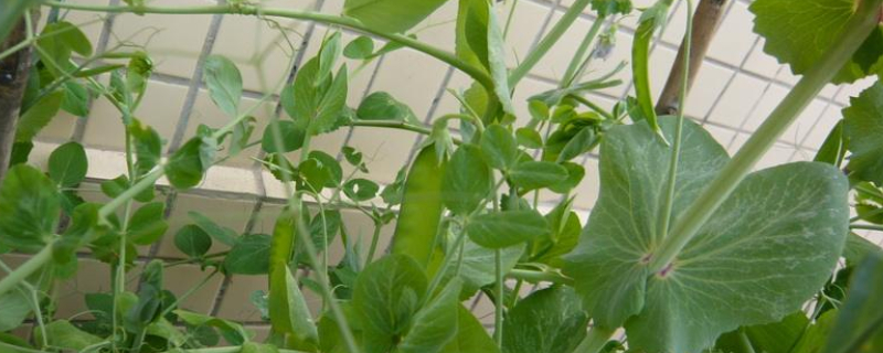 荷兰豆叶子发黄是什么情况（荷兰豆叶子黄了怎么办）