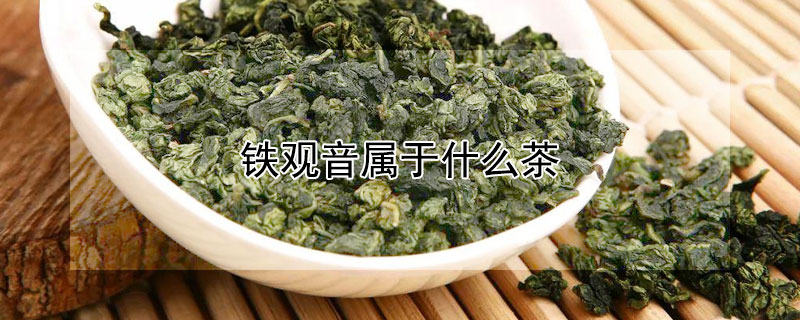 铁观音属于什么茶（铁观音属于什么茶种是红茶还是绿茶）