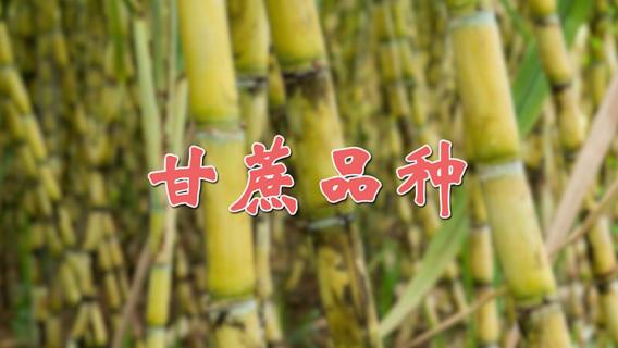 甘蔗品种 甘蔗品种哪种最好