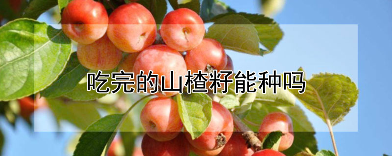 吃完的山楂籽能种吗 吃过的山楂籽能种吗