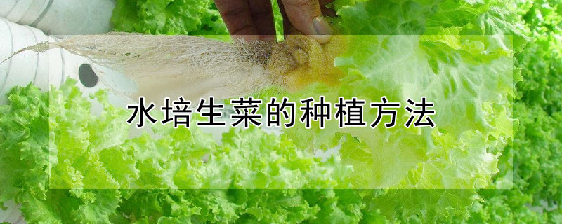 水培生菜的种植方法 水培生菜的种植方法生菜根什么样
