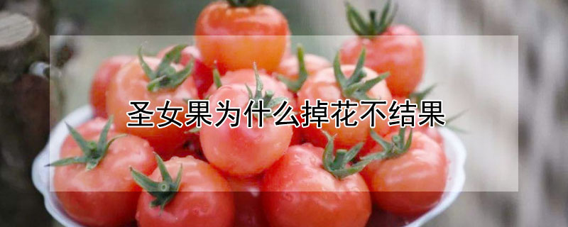 圣女果为什么掉花不结果（圣女果不挂果什么原因）
