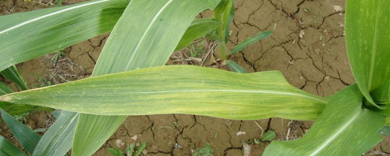 玉米卷叶是什么原因 玉米卷叶是什么原因?用手掐掉上面的卷叶可以吗