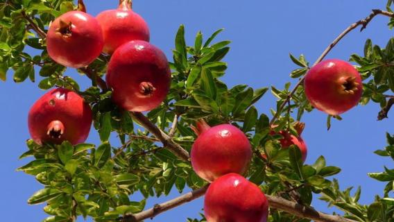 石榴树怎么修剪 石榴树怎么修剪适合什么树形