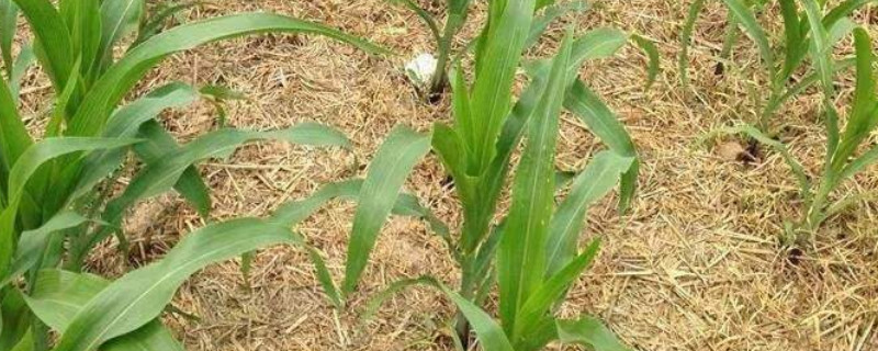 玉米苗移栽注意事项（玉米苗移栽注意事项视频）