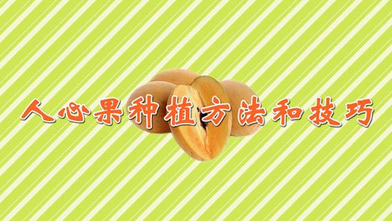 人心果种植方法和技巧（人心果种植方法和技巧图片）
