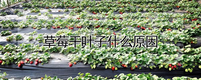 草莓干叶子什么原因 草莓干叶子是怎么回事